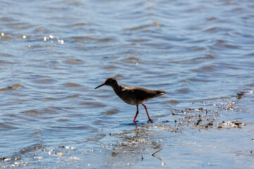A Common Redshank wading on a river bank