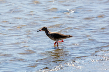 A Common Redshank wading on a river bank