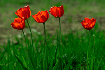 Red tulip buds bloomed in the spring garden.