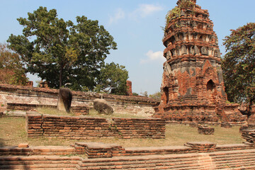 ruined brick buddhist temple (Wat Phra Mahathat) in ayutthaya (thailand) - obrazy, fototapety, plakaty