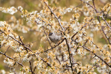 A Eurasian Blackcap bird perched in a tree surrounded by blossom