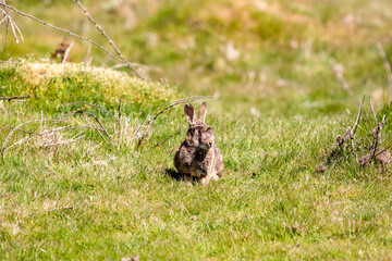 A Wild Rabbit suffering from myxomatosis with bloody eyes a symptom on the infection that is deadly to rabbits © Seadog81