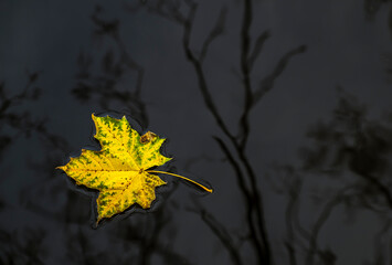 yellow maple leaves