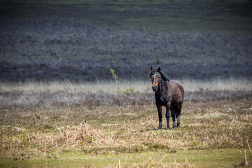 A New forest pony stood amongst the spring heather