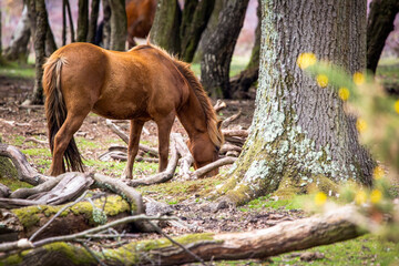 A brown New forest Pony grazing in the woods