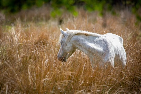 A White New Forest pony stood in long grass