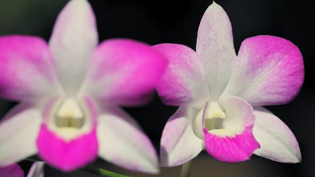 Laos. Couple of pink and white orchids in a backyard.