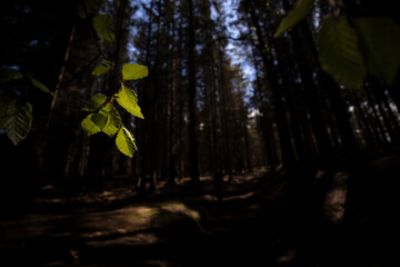 Birch tree young leaves highlighted by sun ray through tree's in a pine forest in scotland. - 434729218