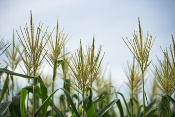 Obraz premium Corn farm