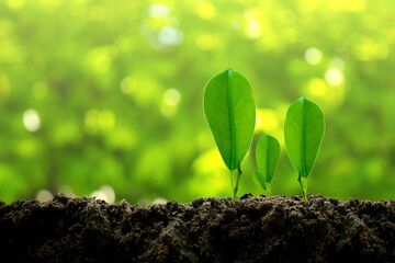 The small green plant  are growing from the rich soil to the morning sunlight that is shining on blurred background,ecology concept.
