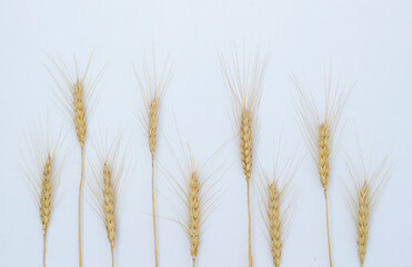 Wheat ears lay in raw on a white paper background. Top view, flat lay. Autumn composition, harvest concept