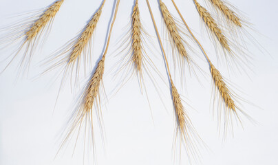 Wheat ears lay on a white paper background. Top view, flat lay. Autumn composition, harvest concept