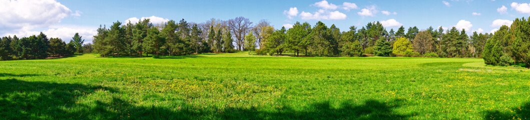 Fototapeta na wymiar panorama of a meadow with a line of trees and blue sky on a sunny day 
