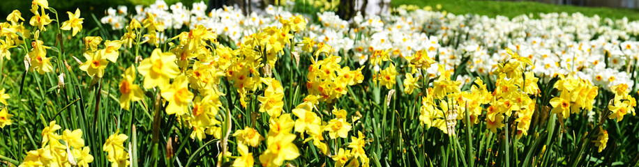 Obraz premium flower beds full of blooming daffodils, spring time 