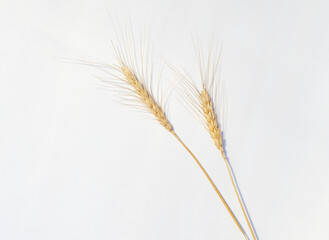 Wheat ears lay on a white paper background. Top view, flat lay. Autumn composition, harvest concept
