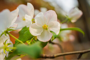 Begonia flower white petals close-up