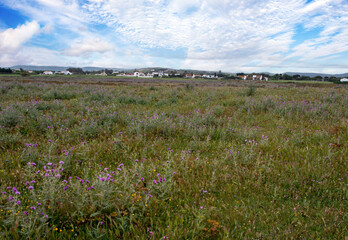 Meadows near the coast