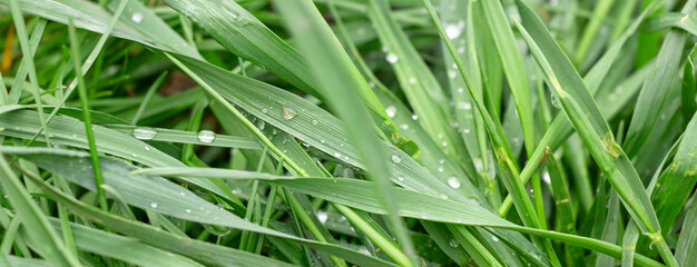 banner with dew drops on green grass. grass after rain.