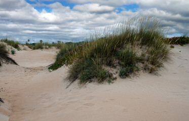 Meadows near the coast