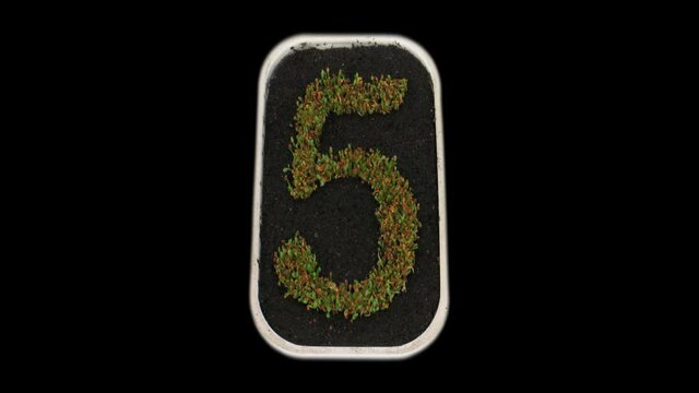 Time-lapse of growing number 5 (five) from seeds to leaves 2x3 in PNG+ format with ALPHA transparency channel isolated on black background
