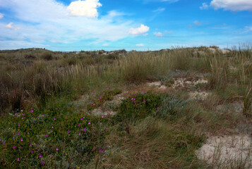 Meadows near the coast
