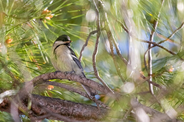 great tit on a tree branch