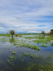 Warta Mouth National Park.  Spring backwaters between the Warta and Odra rivers, near Kostrzyn on the Oder.