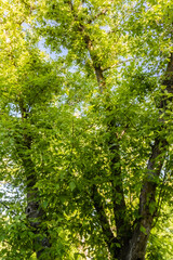 Fototapeta na wymiar tree in a park, in the light of a spring morning