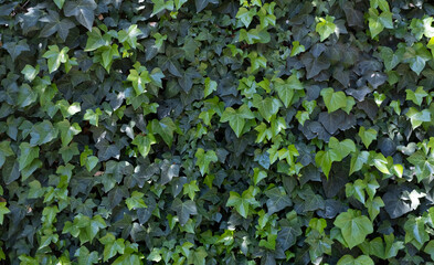 Background green tree leaves close up