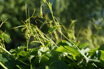 Fototapeta premium Blackberry sprouts, vines, veins, young leaves