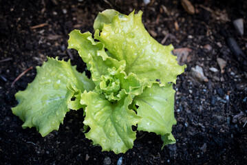 Salatsetzling im Garten