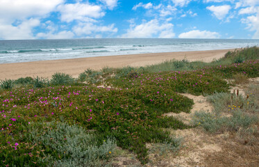 Andalusian beach