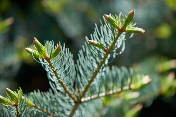 New sprouts of cones on the spruce, spring.