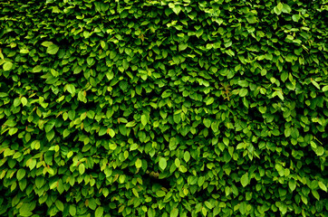 hornbeam green hedge in spring lush leaves let in light trunks and larger branches can be seen...