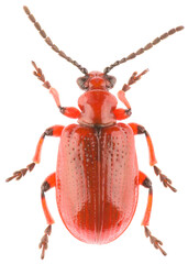 Leaf beetle Lilioceris merdigera is a species of beetle from the family Chrysomelidae, subfamily...