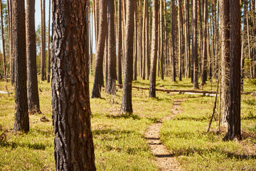leśna wiosenna ścieżka © Marcin Łazarczyk