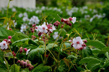 Light green foliage with strong citronella scent that turns bronzy-red in fall. Pale pink-white...