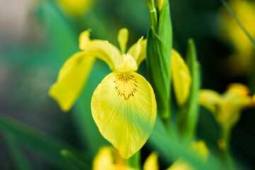 Yellow iris petal flower close-up