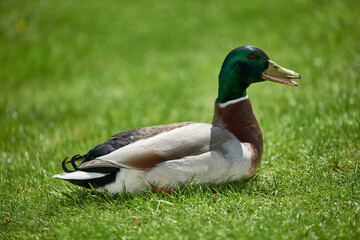 Wild duck drake on green grass