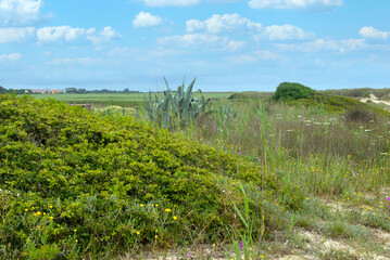 Meadows near the coast