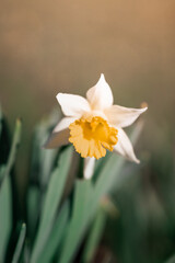A close up of a daffodil flower in spring