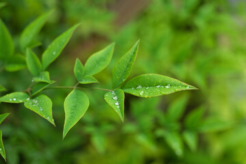 梅雨の葉