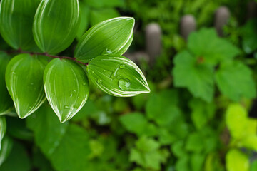 クマザサの梅雨