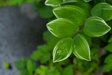 クマザサの梅雨