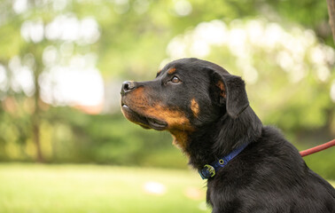 Closeup face of Rottweller Puppy Dog