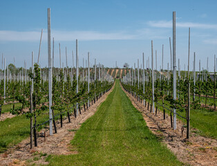 Obstplantage an der Havel in Deutschland
