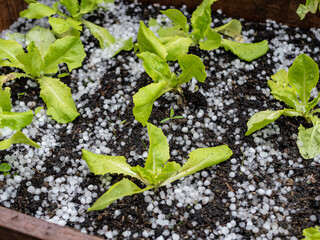 Salat im Beet ist voller Hagelkörner nach einem Unwetter
