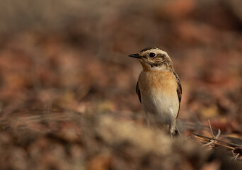 Closeup of a Whinchat, Bahrain