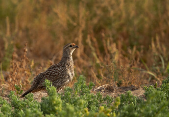 Grey francolin in green at Hamala, Bahrain