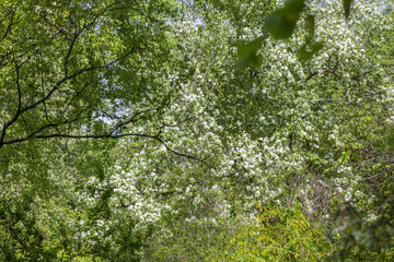 Fototapeta premium Apple tree branches with picturesque blossoming white flowers in a spring garden